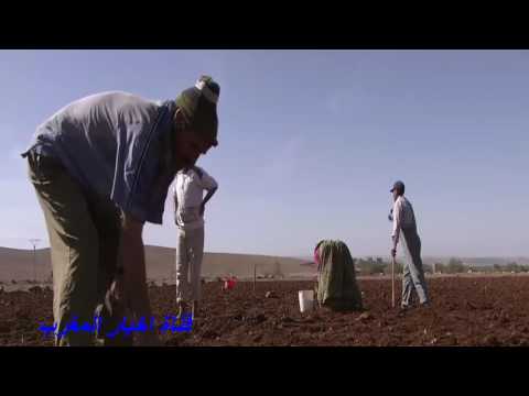 بالفيديو الزعفران المغربي بعيون الجزيرة