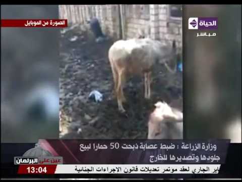 شاهد توقيف عصابة ذبحت 50حمارًا