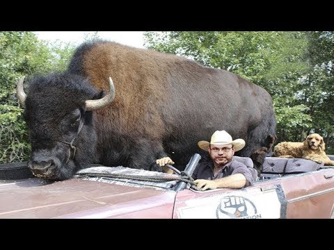 شاهد أغرب 10 حيوانات أليفة في العالم