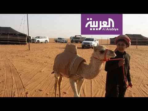 أقصر ناقة في العالم موجودة في المملكة السعودية