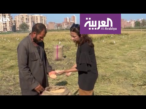 كيف تغيرت الثقافة الزراعية المصرية بفعل ندرة المياه