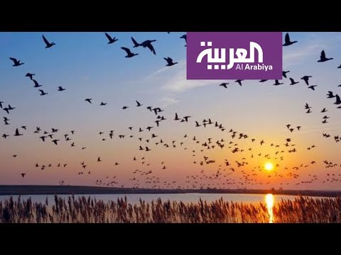 شاهد مساع كويتية لرصد الطيور المهاجرة ضمن نشاطه السنوي