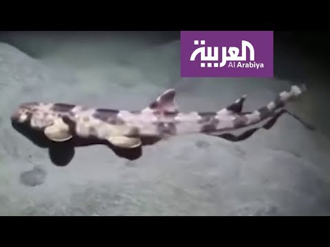 اكتشاف 4 أنواع من أسماك القرش يمكنها المشي