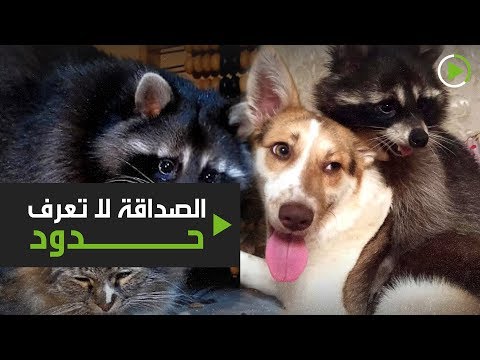 الصداقة لا تعرف حدود وعشق الحيوانات يكشفها