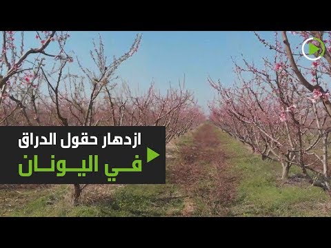 الأشجار الوردية تُغطي حقول فيريا في شمال اليونان