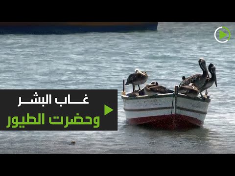 عشرات الآلاف من طيور البجع والنوارس تملأ شواطئ بيرو