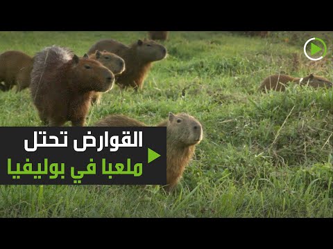 حيوانات الكابيبارا تحتل ملعب في بوليفيا