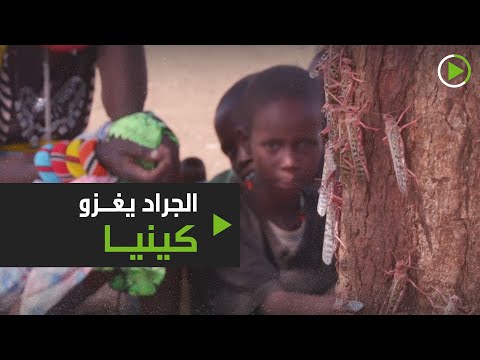 أسراب الجراد تغزو مناطق واسعة في جنوب شرق إفريقيا