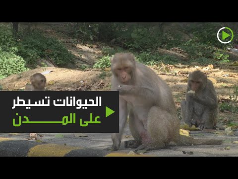 الحيوانات تسيطر على نيودلهي بسبب فيروس كورونا