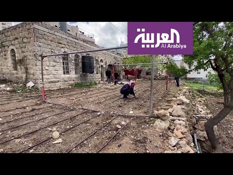 فلسطينيون يزرعون الخضار في حدائق منازلهم