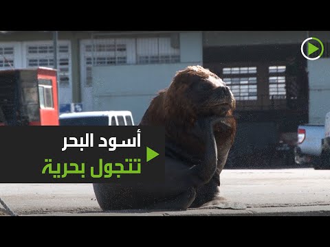 أسُود البحر تتجوَّل بحرية في شوارع الأرجنتين