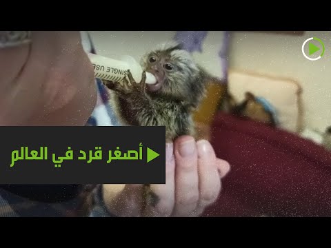 تعرفوا على أصغر قرد في العالم