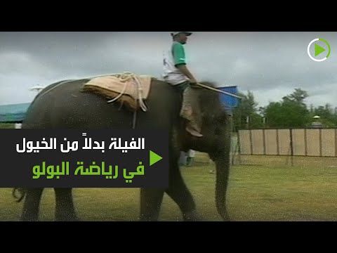 رياضة البولو على فيلة بدلًا من الخيول