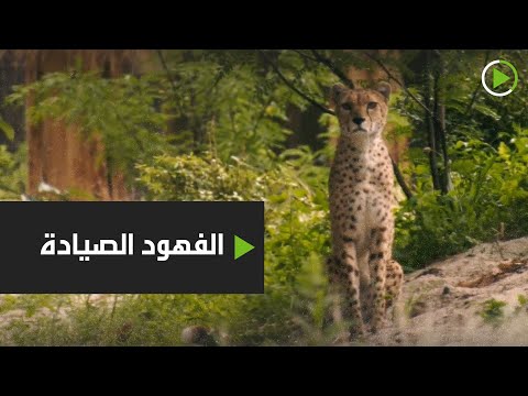 شاهد اثنان من الفهود الصيادة يبلغان من العمر 5 أعوام يستمتعان بموطنهما الجديد