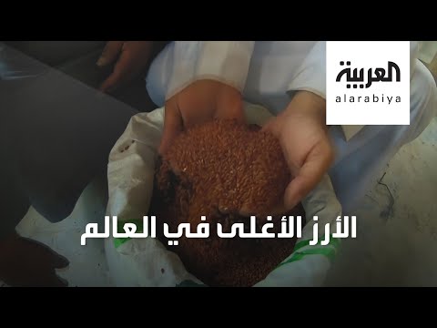 شاهد كيف يتم زراعة الأرز الحساوى الأحمر