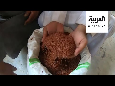 شاهد الأرز الأحمر ذهب الأحساء السعودية