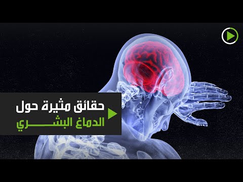 حقائق مثيرة حول الدماغ البشري أبرزها نسبة الماء في تكوينه