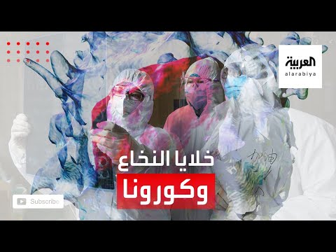 هل لخلايا نخاع العظم دور في الإصابة بكورونا