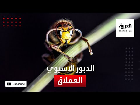 ماذا نعرف عن الدبور الآسيوي العملاق