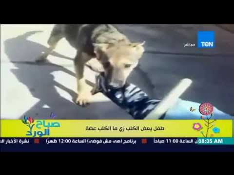 شاهد طفل يعض كلبًا انتقامًا منه