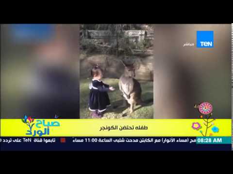 شاهد بالفيديو صدمة الكانغرو من طفلة تحاول احتضانه